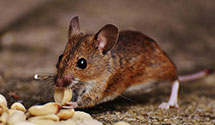 24 Hour & Emergency Exterminators in New London, WI